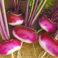 TURNIP PURPLE TOP MILAN seed image