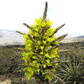 PUYA CHILENSIS seed image
