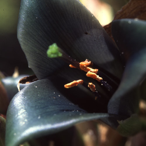 PUYA COERULEA seed image