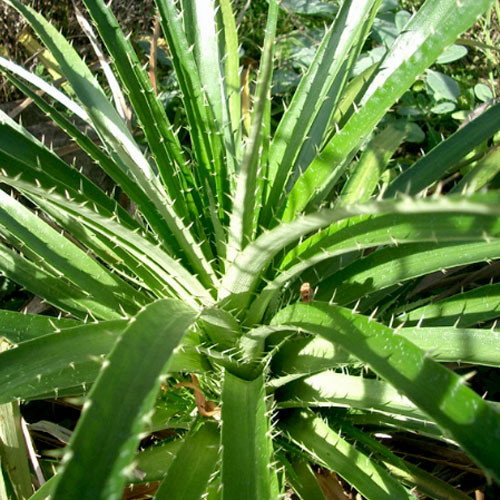 PUYA MIRABILIS seed image