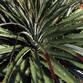 PUYA VENUSTA seed image