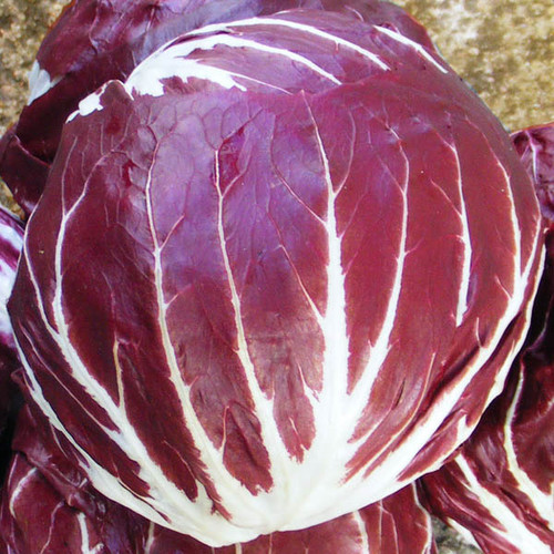 CHICORY RADICCHIO PALLA ROSSA 3 seed image