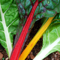 CHARD RAINBOW seed image