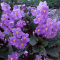 RAMONDA MYCONI seed image