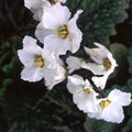 RAMONDA MYCONI ALBA seed image
