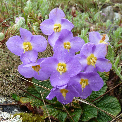 RAMONDA NATHALIAE seed image