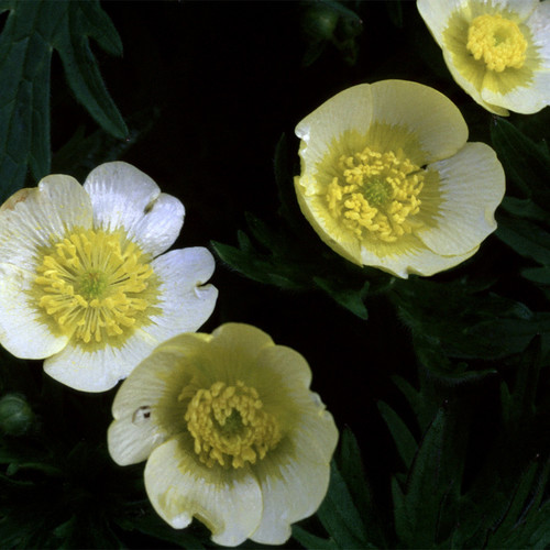 RANUNCULUS ACRIS 'CITRINUS' seed image