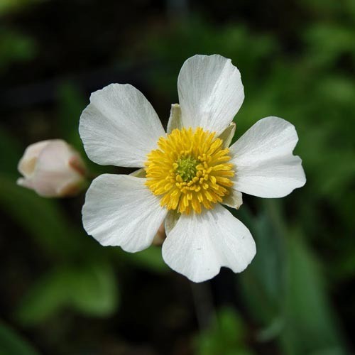 RANUNCULUS AMPLEXICAULIS seed image