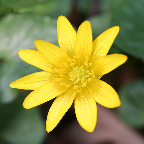RANUNCULUS FICARIA seed image