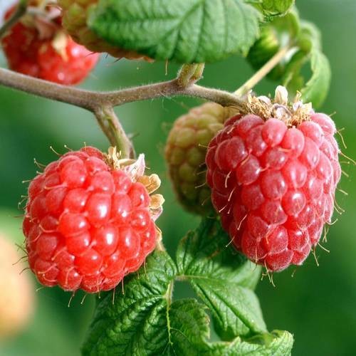 100Pcs Seeds Raspberry Malina Edible Fruit Rubus idaeus Rare Kinds Bonsai Plants