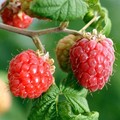 RASPBERRY seed image