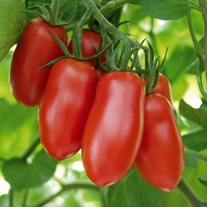 CZECH BUSH SEEDS (Tomato) - Plant World Seeds