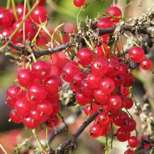 RED CURRANT (RIBES RUBRUM) seed image