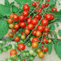 TOMATO RED CURRANT seed image