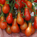 TOMATO RED DWARF (ROMANIAN) seed image