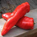PEPPER RED MARCONI seed image