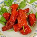 PEPPER RED PADRON seed image