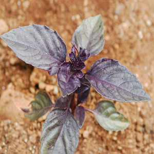 HERB RED RUBIN BASIL seed image