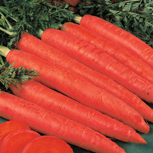 CARROT RED SAMURAI seed image