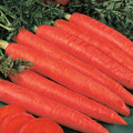 CARROT RED SAMURAI seed image