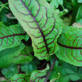 SALAD LEAF RED VEINED SORRELL seed image