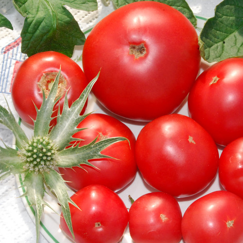 TOMATO REDFIELD BEAUTY seed image