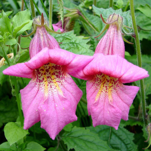 REHMANNIA ELATA seed image