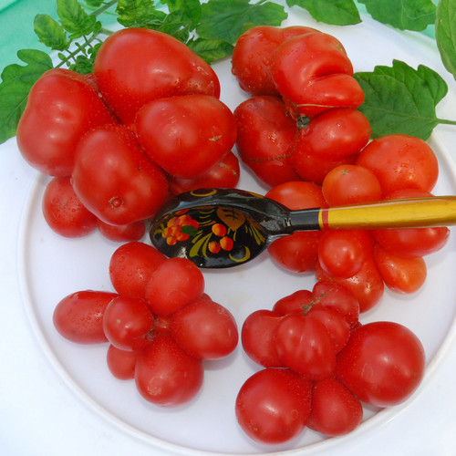 TOMATO REISE seed image