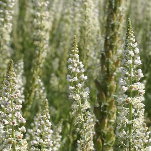 RESEDA ALBA seed image
