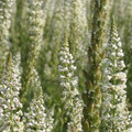 RESEDA ALBA seed image