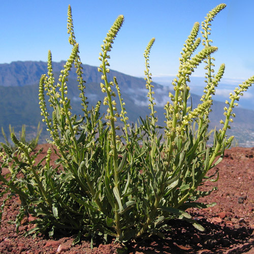 RESEDA LUTEOLA seed image