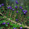 RHAPHITHAMNUS CYANOCARPUS seed image