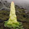 RHEUM NOBILE seed image