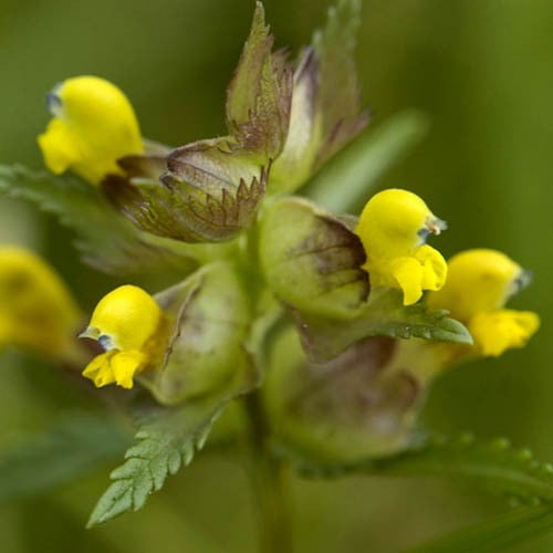 RHINANTHUS MINOR seed image