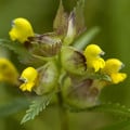RHINANTHUS MINOR seed image