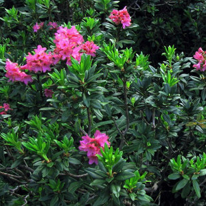 Mendosina® Alpenrose Mendosina® Rhododendron hybr 