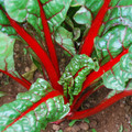 CHARD RHUBARB seed image