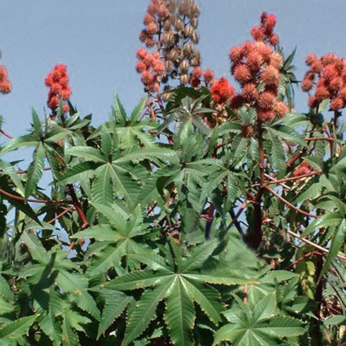 RICINUS COMMUNIS seed image