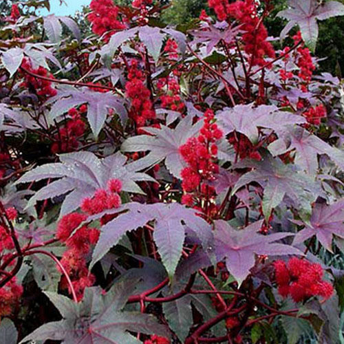 RICINUS COMMUNIS 'RED GIANT' seed image