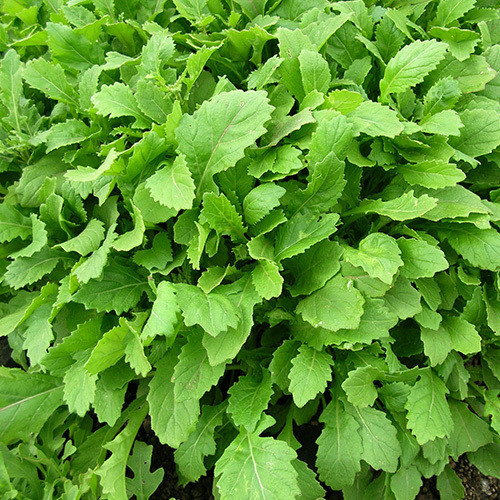 BABY LEAF ROCKET WASABI seed image