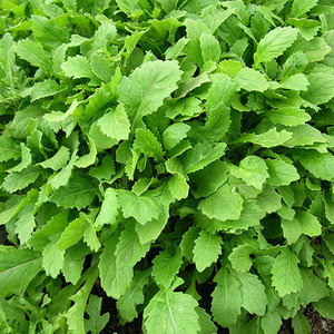 BABY LEAF ROCKET WASABI seed image