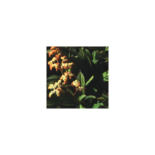 RODGERSIA PINNATA 'SUPERBA' seed image