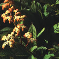 RODGERSIA PINNATA 'SUPERBA' seed image