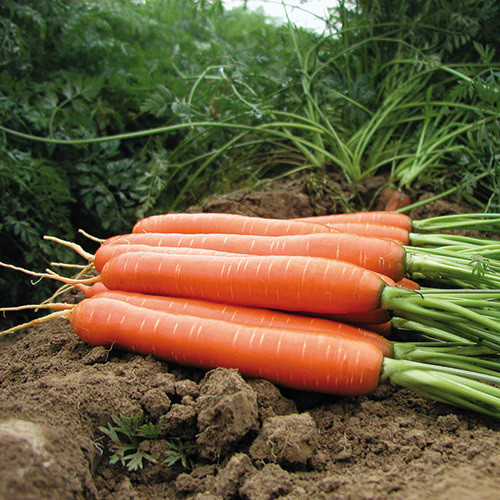 CARROT ROMANCE F1 seed image