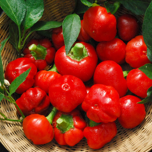 PEPPER ROMANIAN RED HOT seed image
