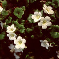 ROMANZOFFIA UNALASCHCENSIS seed image