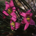 ROMULEA BULBOCODIUM seed image