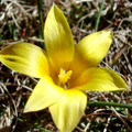 ROMULEA MACOWANII ALTICOLA seed image