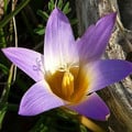 ROMULEA SPECIES MIX seed image