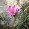 ROMULEA THODEI seed image